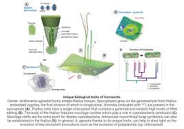 Attēlu rezultāti vaicājumam “Anthocerotopsida”