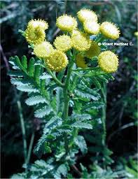 Image result for Chrysanthemum ptarmiciflorum