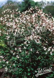 Attēlu rezultāti vaicājumam “Gillenia trifoliata flower”