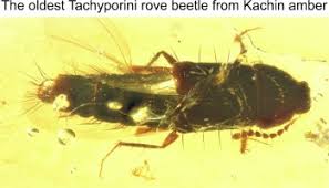 Attēlu rezultāti vaicājumam “Tachyporus sp.”