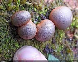 Attēlu rezultāti vaicājumam “Diderma ochraceum macro”