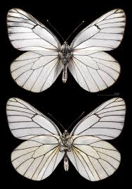 Attēlu rezultāti vaicājumam “Aporia crataegi upperside”