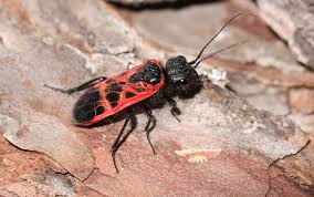 Attēlu rezultāti vaicājumam “Caenolyda reticulata”