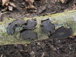 Attēlu rezultāti vaicājumam “Biscogniauxia granmoi”