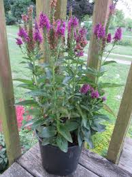 Attēlu rezultāti vaicājumam “Veronica longifolia fruit”