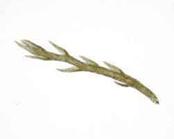 Attēlu rezultāti vaicājumam “Pseudotaxiphyllum elegans”