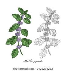 Image result for Menta x piperita
