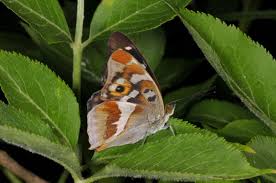 Attēlu rezultāti vaicājumam “Apatura iris male”
