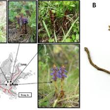 Attēlu rezultāti vaicājumam “Orobanche coerulescens flower”