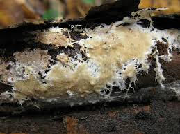 Attēlu rezultāti vaicājumam “Porotheleum fimbriatum”