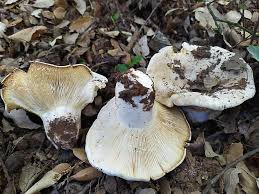 Attēlu rezultāti vaicājumam “Lactarius bertillonii”