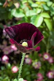 Image result for Papaver somniferum Black