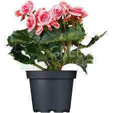 Image result for Бегония Элатиор 12х22 4601887072423