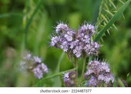 Attēlu rezultāti vaicājumam “Phacelia tanacetifolia leaf”