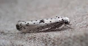 Attēlu rezultāti vaicājumam “Yponomeuta plumbella”