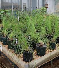 Attēlu rezultāti vaicājumam “Carex x bakkeriana”