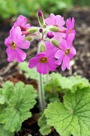 Attēlu rezultāti vaicājumam “Primula”