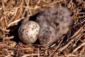 Attēlu rezultāti vaicājumam “Larus ridibundus eggs”
