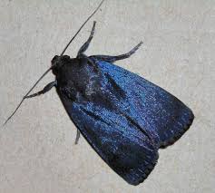 Attēlu rezultāti vaicājumam “Amphipyra livida”