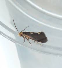 Attēlu rezultāti vaicājumam “Incurvaria oehlmanniella”