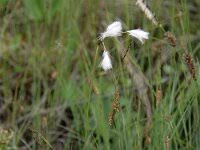 Attēlu rezultāti vaicājumam “Eriophorum gracile fruit”