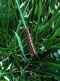 Attēlu rezultāti vaicājumam “Euthrix potatoria larva”