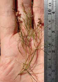 Attēlu rezultāti vaicājumam “Stuckenia filiformis bud”