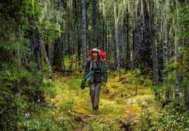 Image result for лес,