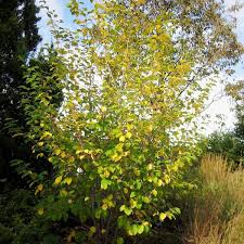 Attēlu rezultāti vaicājumam “Hamamelis virginiana leaf”