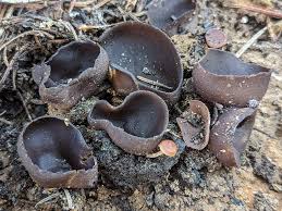 Attēlu rezultāti vaicājumam “Leskea polycarpa macro”