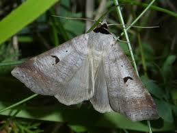 Attēlu rezultāti vaicājumam “Lygephila pastinum”