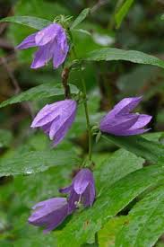 Image result for Campanula rapunculoides