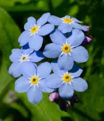 Attēlu rezultāti vaicājumam “Myosotis sylvatica flower”
