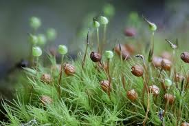 Attēlu rezultāti vaicājumam “Bartramia pomiformis”