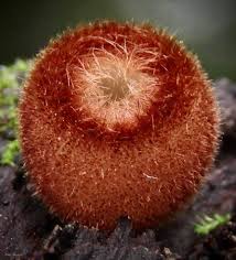 Attēlu rezultāti vaicājumam “Humaria hemisphaerica”