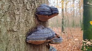 Attēlu rezultāti vaicājumam “Fomes fomentarius”