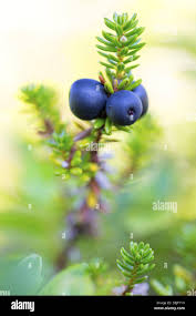Attēlu rezultāti vaicājumam “Empetrum nigrum fruit”