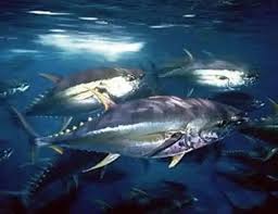 Image result for Thunnus obesus