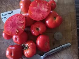 Afbeeldingsresultaat voor earliana tomato