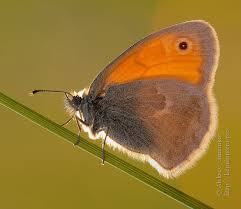 Attēlu rezultāti vaicājumam “Coenonympha pamphilus underside”