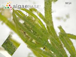 Attēlu rezultāti vaicājumam “Chara contraria”