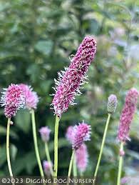 Image result for Sanguisorba officinalis