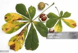 Attēlu rezultāti vaicājumam “Aesculus hippocastanum leaf”