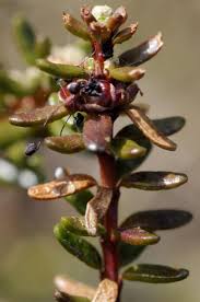 Attēlu rezultāti vaicājumam “Empetrum nigrum flower”