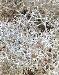 Attēlu rezultāti vaicājumam “Cladonia ciliata”