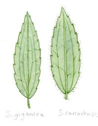 Attēlu rezultāti vaicājumam “Solidago virgaurea leaf”