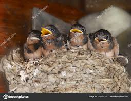Attēlu rezultāti vaicājumam “Hirundo rustica juvenile”