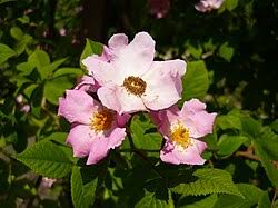 Attēlu rezultāti vaicājumam “Rosa glabrifolia”
