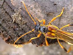 Attēlu rezultāti vaicājumam “Necydalis major”