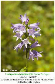 Attēlu rezultāti vaicājumam “Campanula bononiensis”